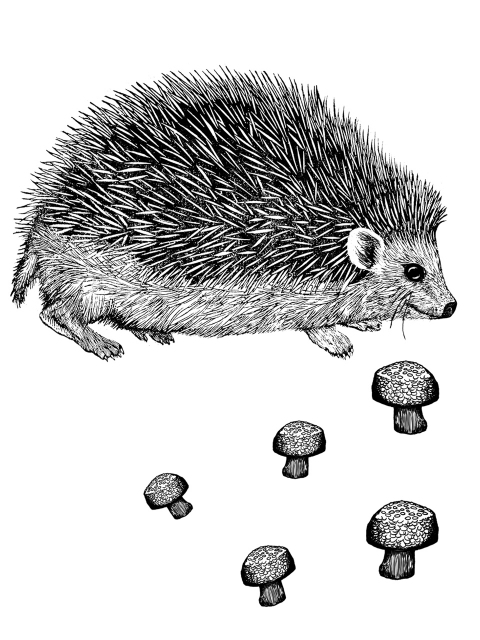 Hedgehog 